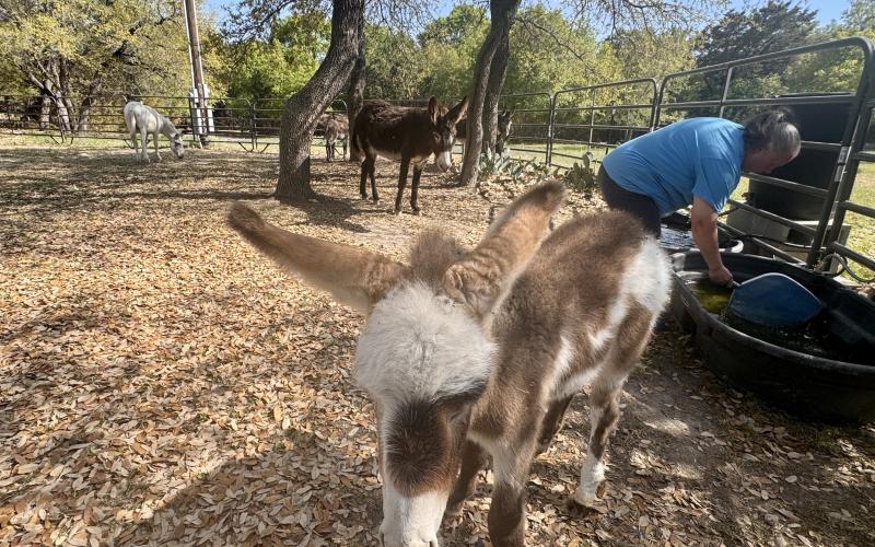 Ruth is a young donkey foal that brings the number of Melissa Pastrano's donkeys to seven.