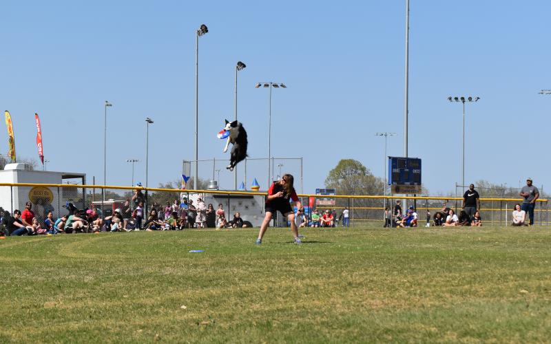 The Lone Star Disc Dogs will be showing off their tricks at this year's Spring Fest at Copperas Cove City Park.