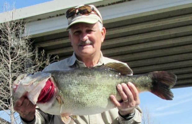Robert Whitehead of Austin caught Toyota ShareLunker 555 from Lake Austin Feb. 21. The fish weighed 13.19 pounds and was 27.28 inches long and 19.84 inches in girth.