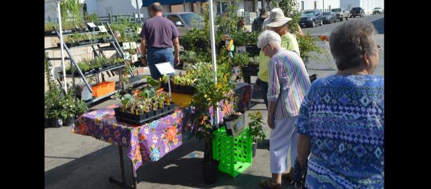 CCLP File - Photo Saturday’s Herb and Art festival will take place at Campbell Park in Lampasas