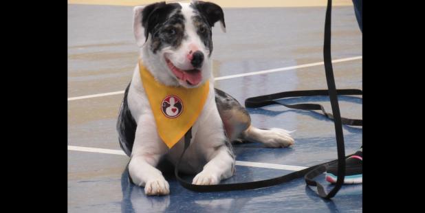 CCLP/BRITTANY FHOLER - Penny, a therapy dog with Pet Partners, who is also deaf, came to visit C.R. Clements- Hollie Parsons Elementary School with her owner Sandra McCleney, to share a message about special needs and overcoming obstacles on Friday.