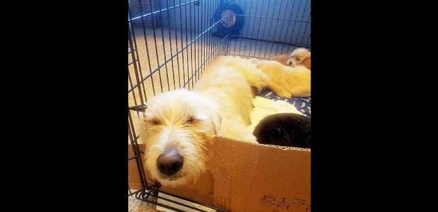 Courtesy Photo - A rescued mother dog rests with her seven puppies in Brittany Weimert’s home. The puppies were found in a burn pile on property off Lutheran Church Road.