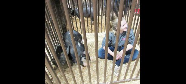 CCLP/BRITTANY FHOLER - Abby McWhorter, 14, of the Copperas Cove FFA, sits next to Wine Cup, one of two pigs she’s showing at the annual Coryell County Youth Fair held Wednesday through Saturday at the Gatesville Civic Center.