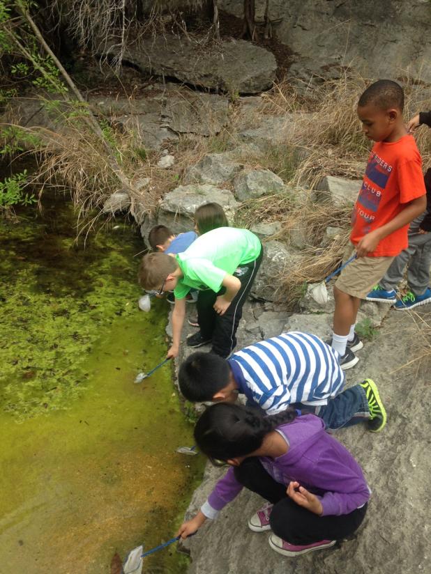 COURTESY PHOTO CCISD 2nd graders wade into the creek to collect aquatic critters and predict water quality in the urban waterway at Barton Springs which is fed by a natural aquifer.