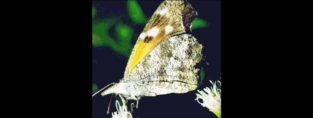 Courtesy photo/Texas A&M Agrilife - Snout butterflies have been passing through the area this week on their way to Mexico. The butterfly gets its name from the elongated “palps” that protrude from its head.