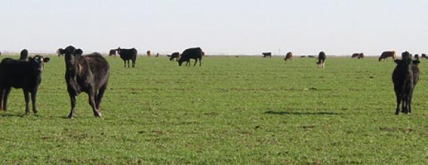 Rain in July makes things look more optimistic for wheat and stocker cattle operators, according to a Texas A&M AgriLife Extension Service economist.