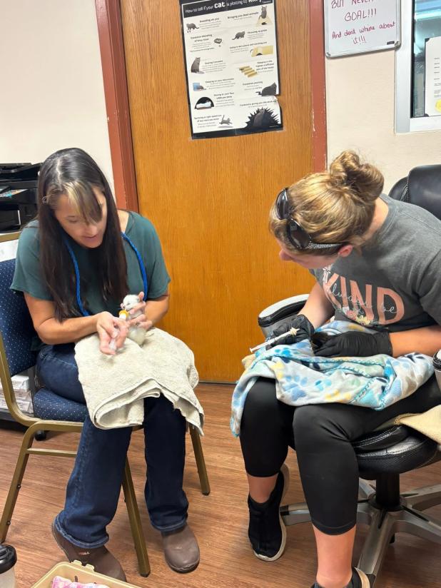 Erica Abcunas, left, demonstrates how to syringe feed a kitten for Julie Mears during a training session for volunteers working with animals at the Copperas Cove Animal Care Facility. 