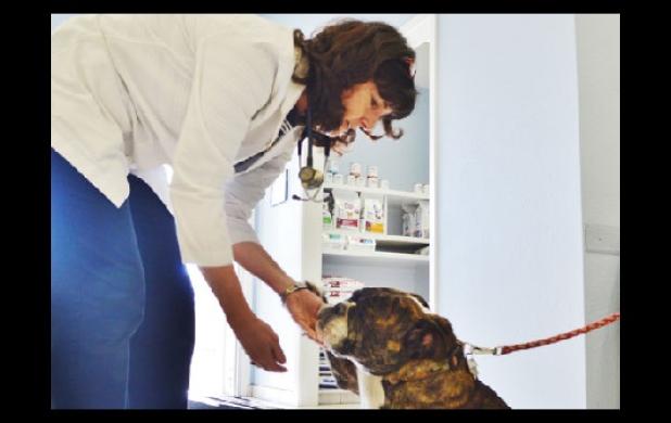 Charlie, a four year old English Bulldog, shakes his paw for a treat from Dr. Kelly Benton at Saturday’s animal wellness fair.