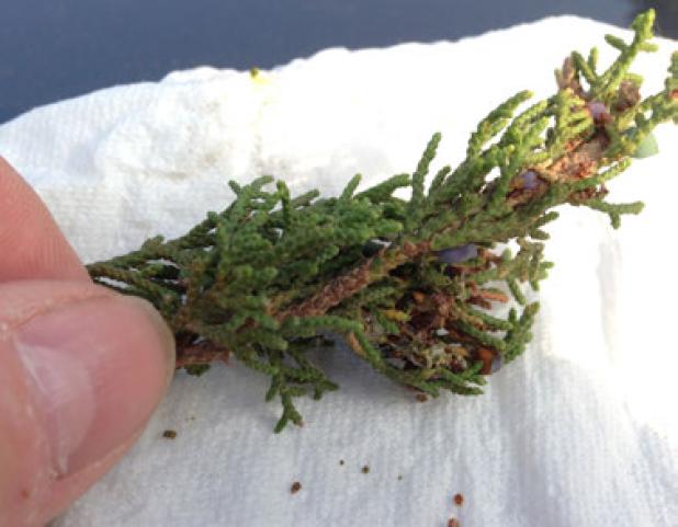 A recent outbreak of juniper budworms has been causing cedar trees in South Central Texas to turn brown.