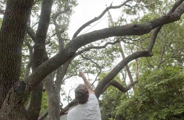 Leland Dunlap points to a hole in his tree canopy after a group of tree trimmers cleared the area during the recent trimming project brought on by ONCOR. The canopy crossed into the area designated for the multiuse pole.