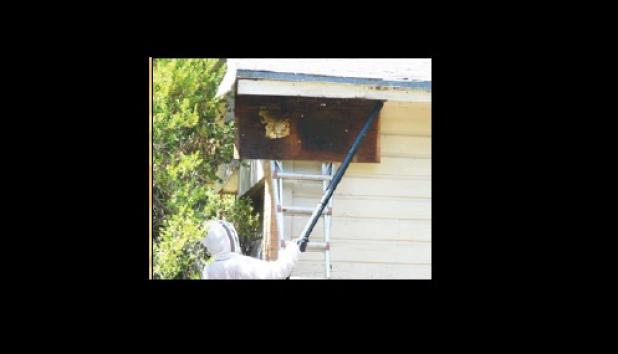Steve Hoskins with Bee Kind Honey Farm removes a colony of approximately 60,000 bees from a home on S. 3rd St.