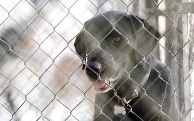 Copperas Cove Animal Control officers saw a 300 percent increase in black in color pet adoptions during the free week that began Monday.