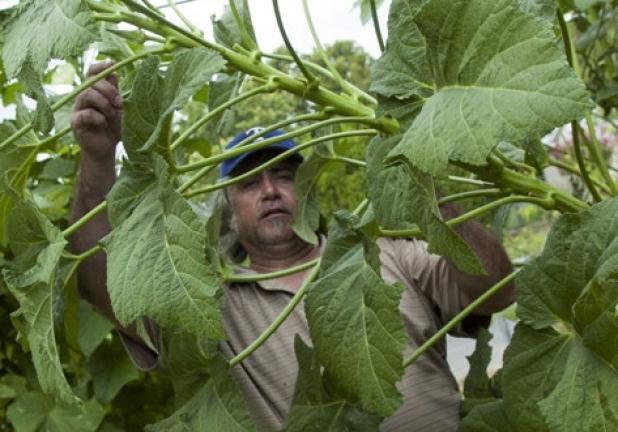 Steven Trubee pulls down his okra plant as he demonstrates how he has to cut the fruit from the plant in his backyard garden.