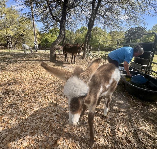Ruth is a young donkey foal that brings the number of Melissa Pastrano's donkeys to seven.  