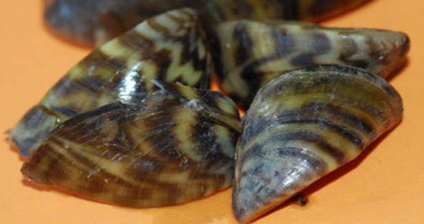 To help combat invasive zebra mussels, Texas Parks and Wildlife have imposed a new rule requiring all boats to be drained.