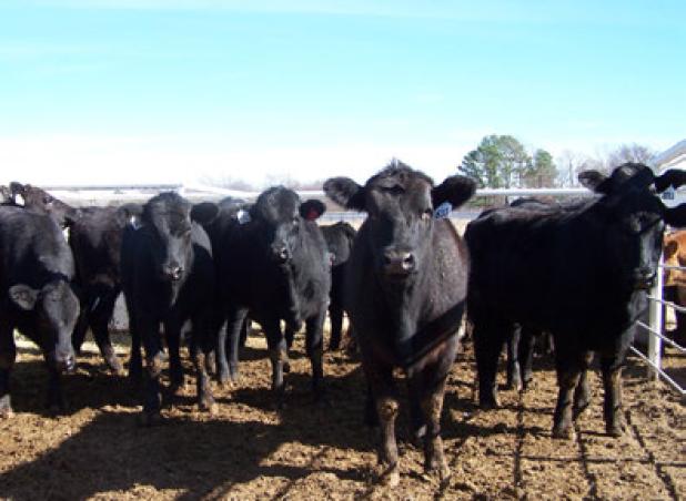 Cattle await sale at a Sulphur Springs sale barn lot. Cattle prices as well as wholesale and retail beef prices are setting record highs, according to Texas A&M AgriLife Extension Service economists. The
high prices could pose an opportunity for some producers where there’s been relief from the drought. 
