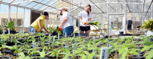 Student members of the Texas A&M University Horticulture Club prepare for the 32nd annual plant sale on campus March 29.