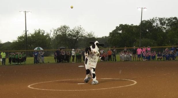 The Chick-Fil-A cow throws out the first pitch, ushering in the softball season in the inclement weather Monday evening.