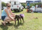 CCLP/BRITTANY FHOLER - Talia, the pitbull in a purple tutu, was up for adoption from the PAWS Humane Society at the 3rd annual Pawzapalooza Paws and Bras held Saturday afternoon at Ogletree Gap.