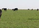 Rain in July makes things look more optimistic for wheat and stocker cattle operators, according to a Texas A&M AgriLife Extension Service economist.