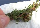 A recent outbreak of juniper budworms has been causing cedar trees in South Central Texas to turn brown.