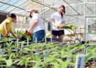 Student members of the Texas A&M University Horticulture Club prepare for the 32nd annual plant sale on campus March 29.